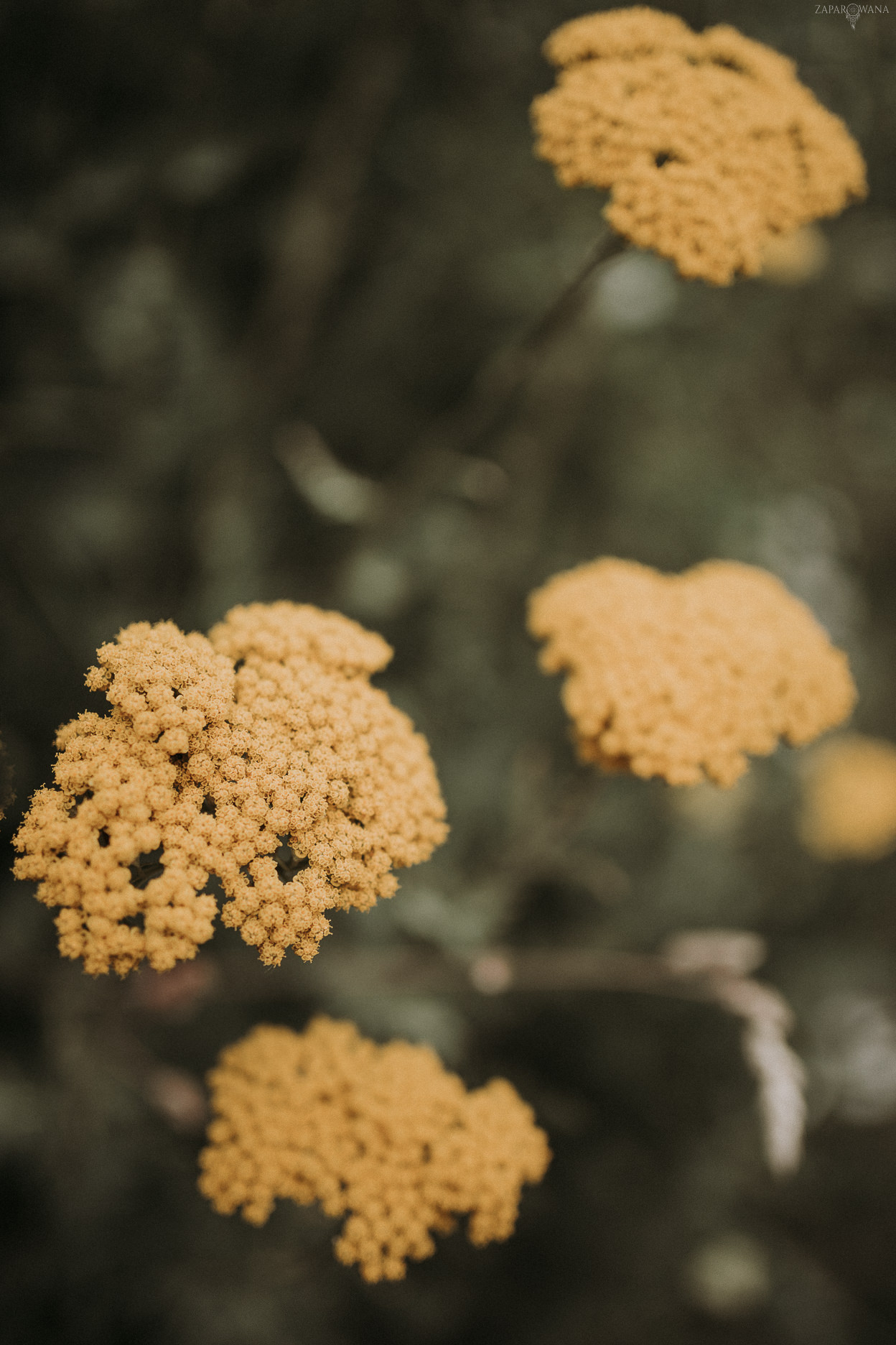 ZAPAROWANA - Fotograf ślubny Warszawa - Wesele Stara Oranżeria