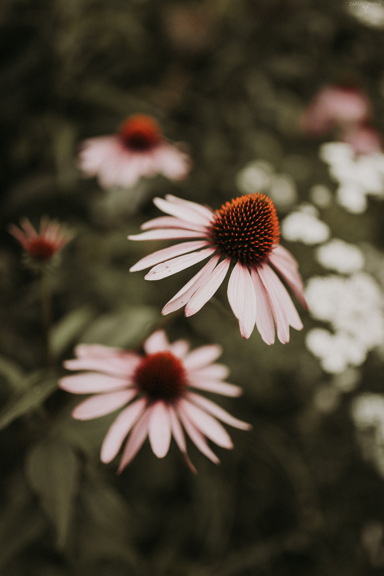 ZAPAROWANA - Fotograf ślubny Warszawa - Wesele Stara Oranżeria